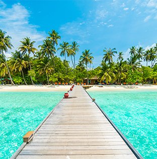 landscape tropical vacation palm summer 